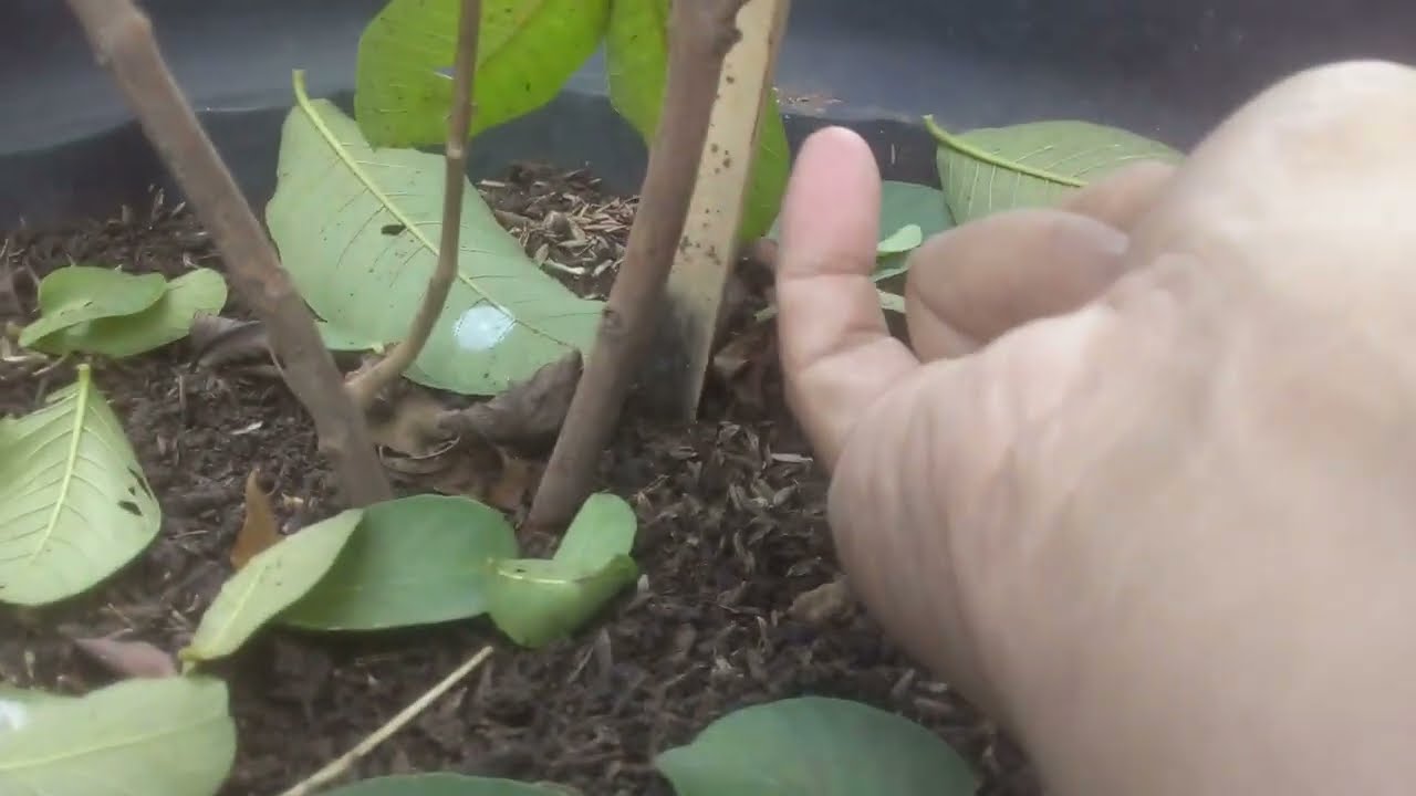 Tabulampot Jambu Chegua