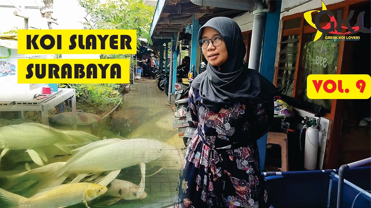 Penjual koi slayer terlengkap di surabaya