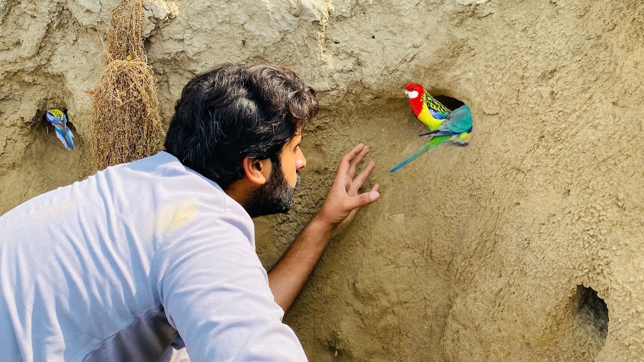 Khatrnak jaga sy Budgies Parrots pakr liya 🦜 | Apna Dihat
