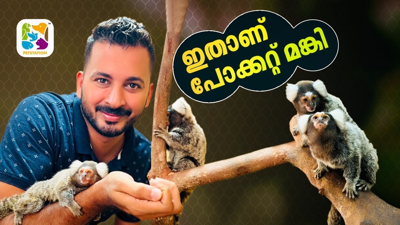 രണ്ട്‌ പോക്കറ്റ്‌ മങ്കികളെ വാങ്ങി.. ഇണക്കി വളർത്താമോ? White tufted marmoset monkey..