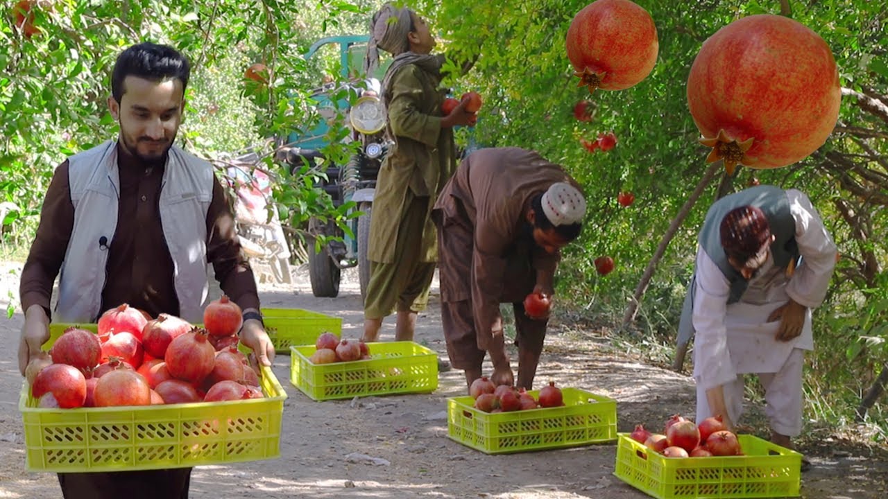 Kandahar Pomegranate | Arghandab Afghanistan | د کندهار انار