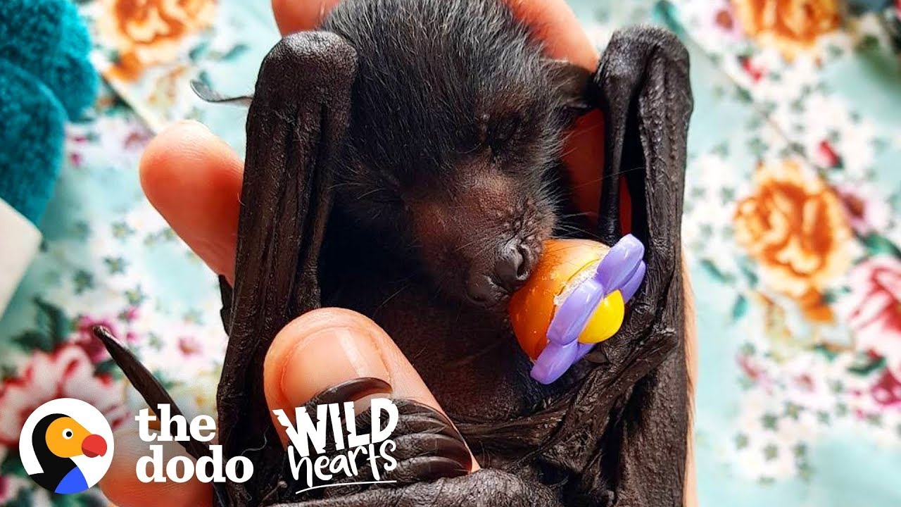 A Day in the Life of a Rescued Flying Fox  | The Dodo Wild Hearts