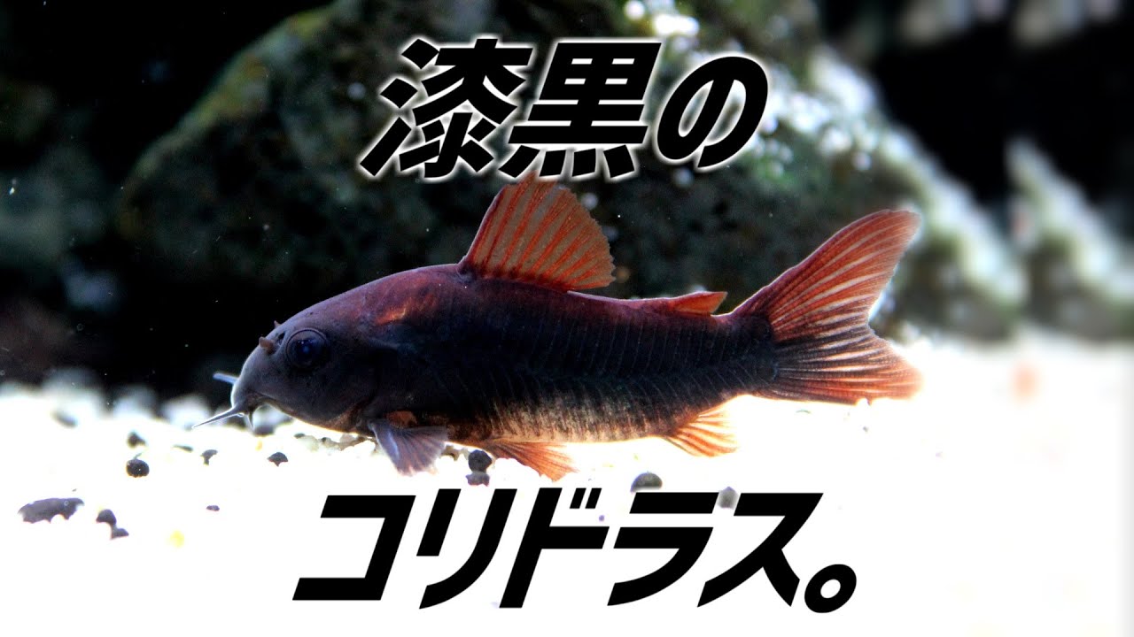 漆黒のコリドラスを導入。