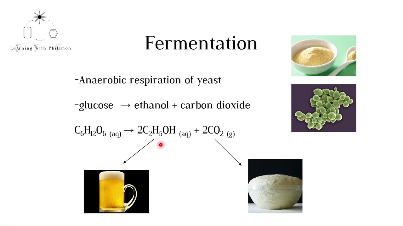 Alcohols (GCSE Chemistry)