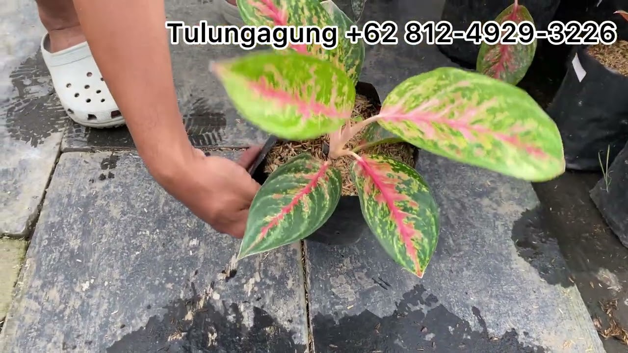 Jual aglonema !!