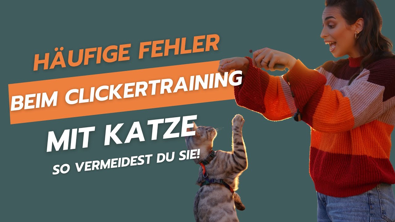 Häufige Fehler beim Klickertraining mit Katzen – So vermeidest du sie! 🐾