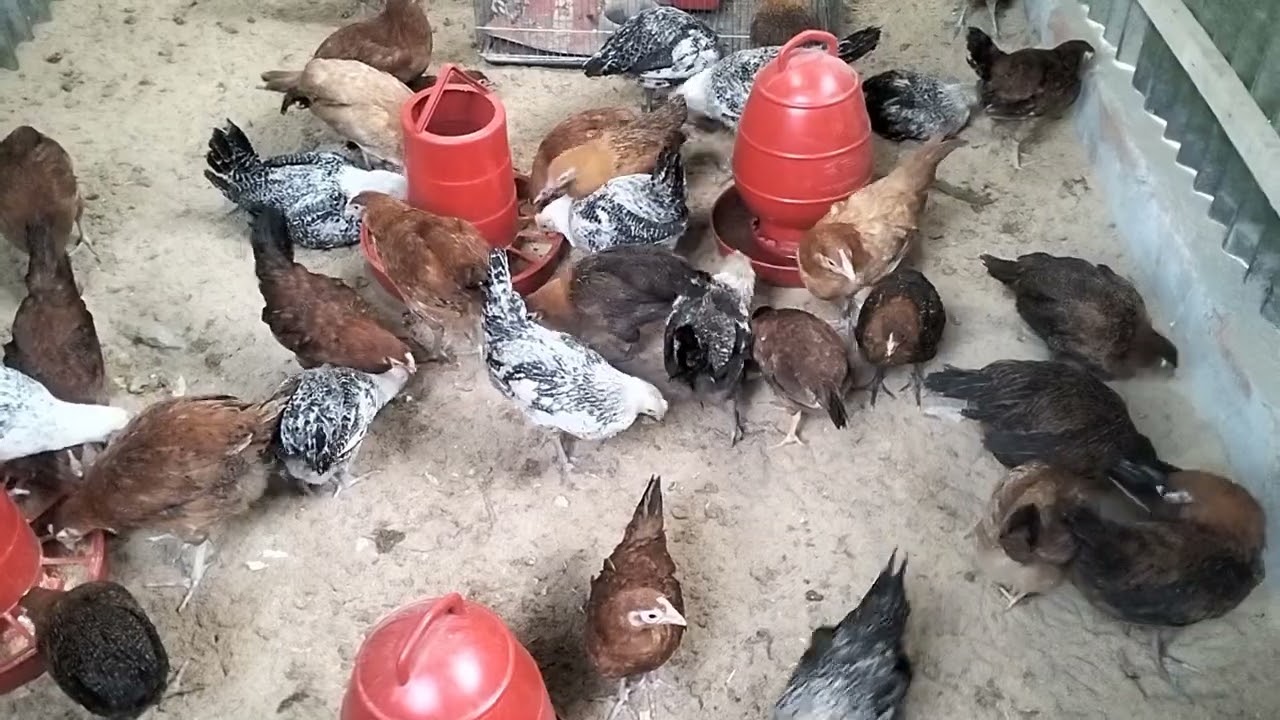 ছোট পরিসরে কিভাবে মুরগী  পালন করতে হয়... #