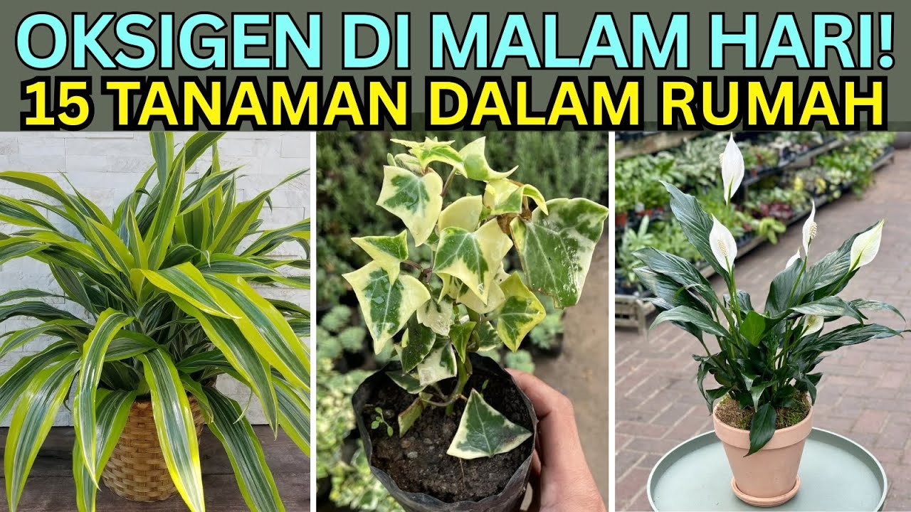 15 Tanaman Indoor Penghasil Oksigen di Malam Hari, Mudah Dirawat dan Tidak Gampang Mati