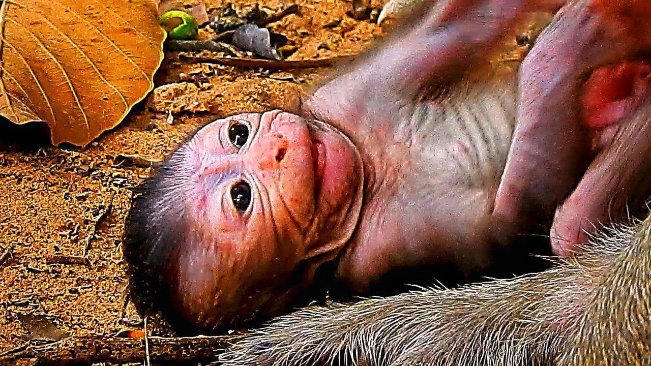 Real So Cute Newborn Tia Such A Cute Baby Monkey so Chubby Monkey