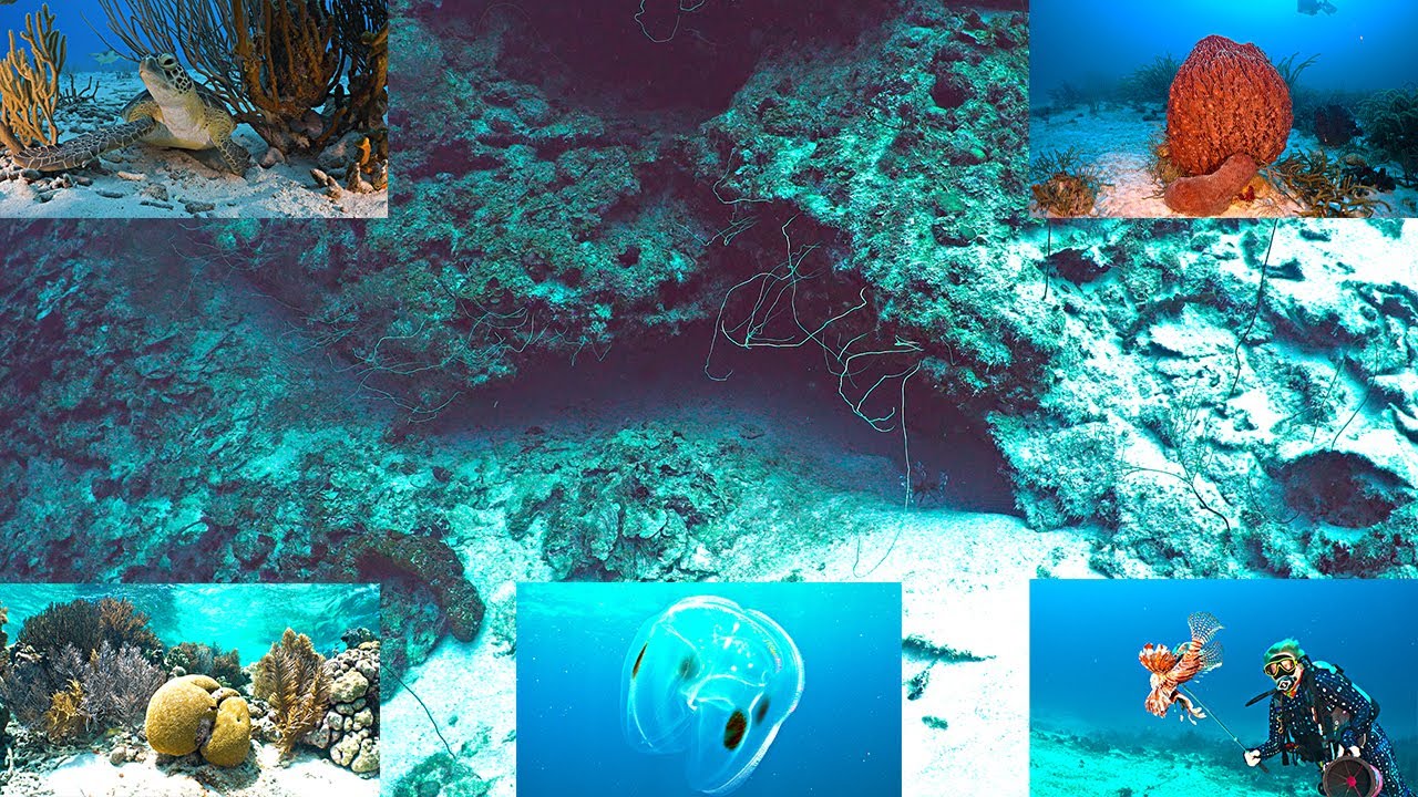 Secrets of the Deep - Bonaire ep. 52