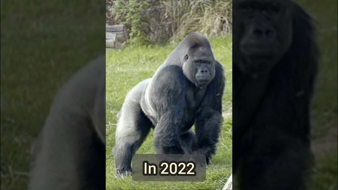 2022 gorilla and 8000 bce// mythology King PS// 