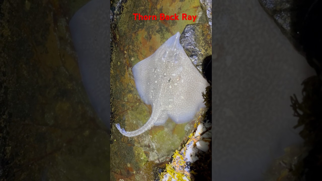 Sea Fishing Uk Shore Fishing Scotland Thorn Back Ray #seaangling #fish #groundbait #purefishing