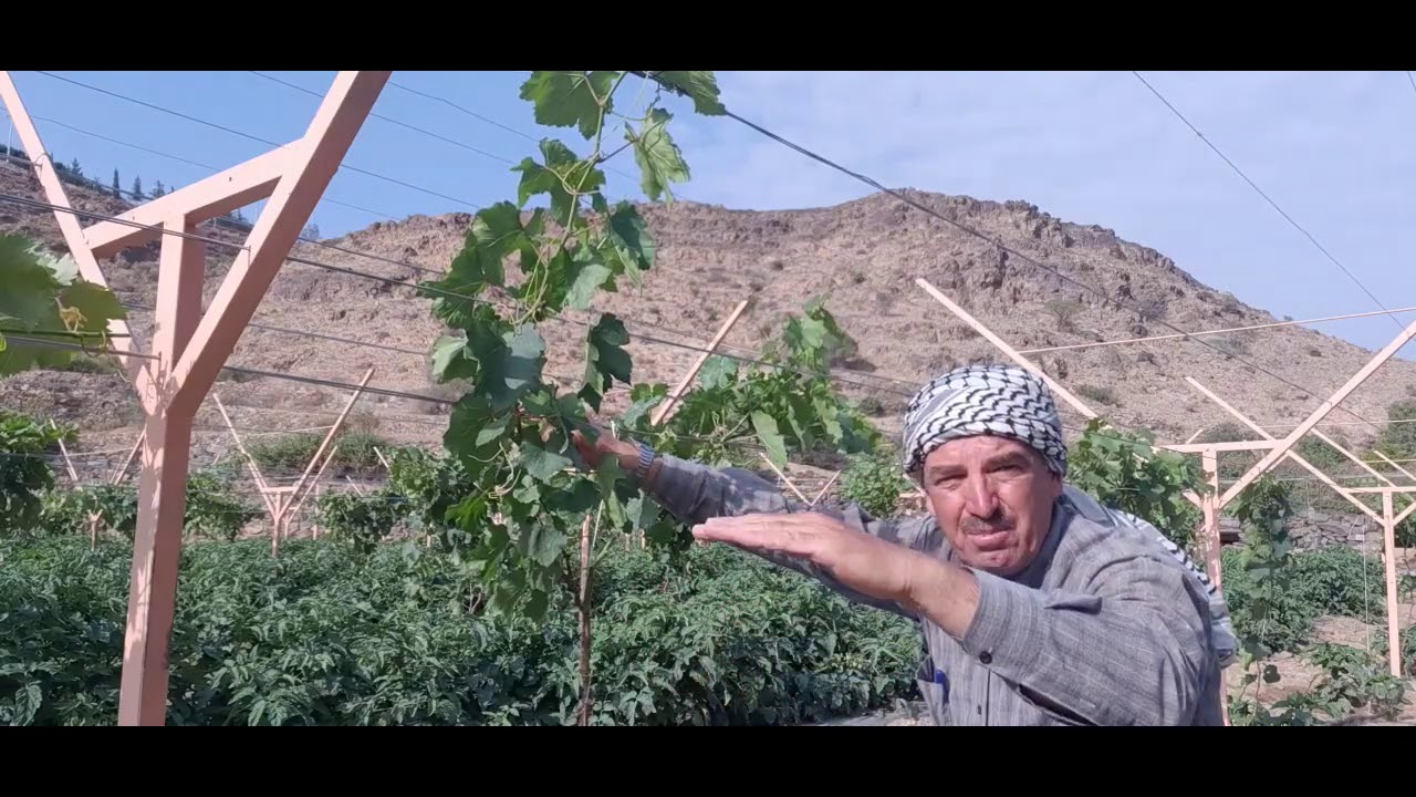 تربية شجرة العنب على شكل كردون مزدوج على تدعيمة حرف The best vine-training system.Y