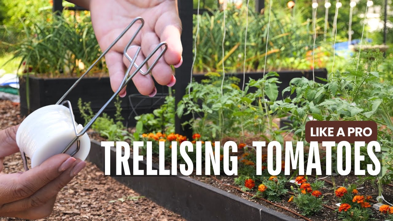 Changing the way I trellis tomatoes (Lower & Lean)