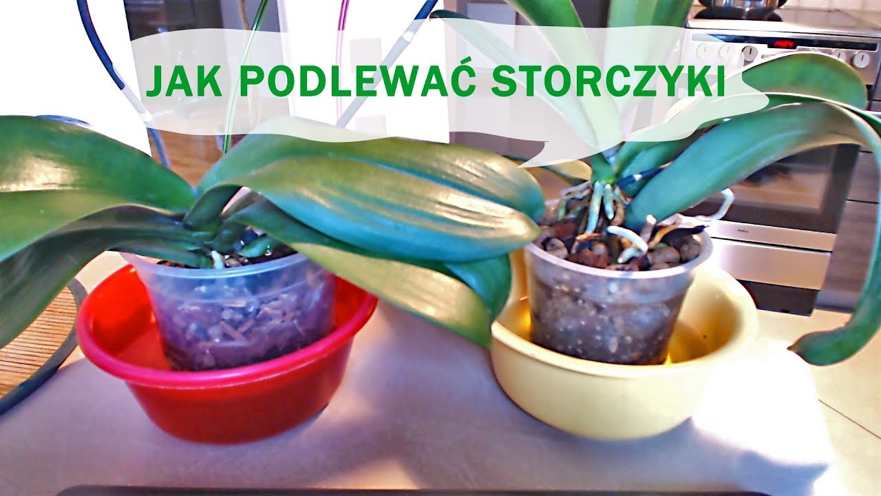 Jak podlewać storczyki