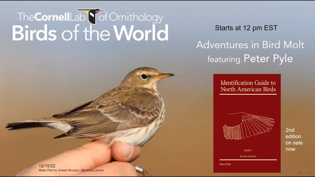 Adventures in bird molt with Peter PyleBirds of the World Discovery Series Webinar Dec. 15, 2022