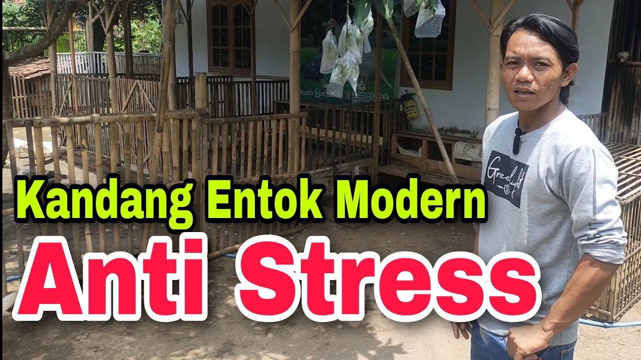 Kandang Entok Modern || Bikin Entok Nyaman Bertelur