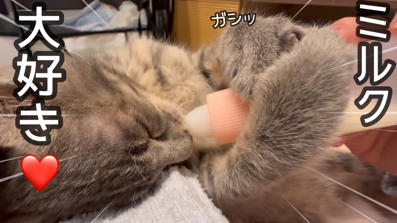 ジョー君のミルク飲む姿が愛おしい…。