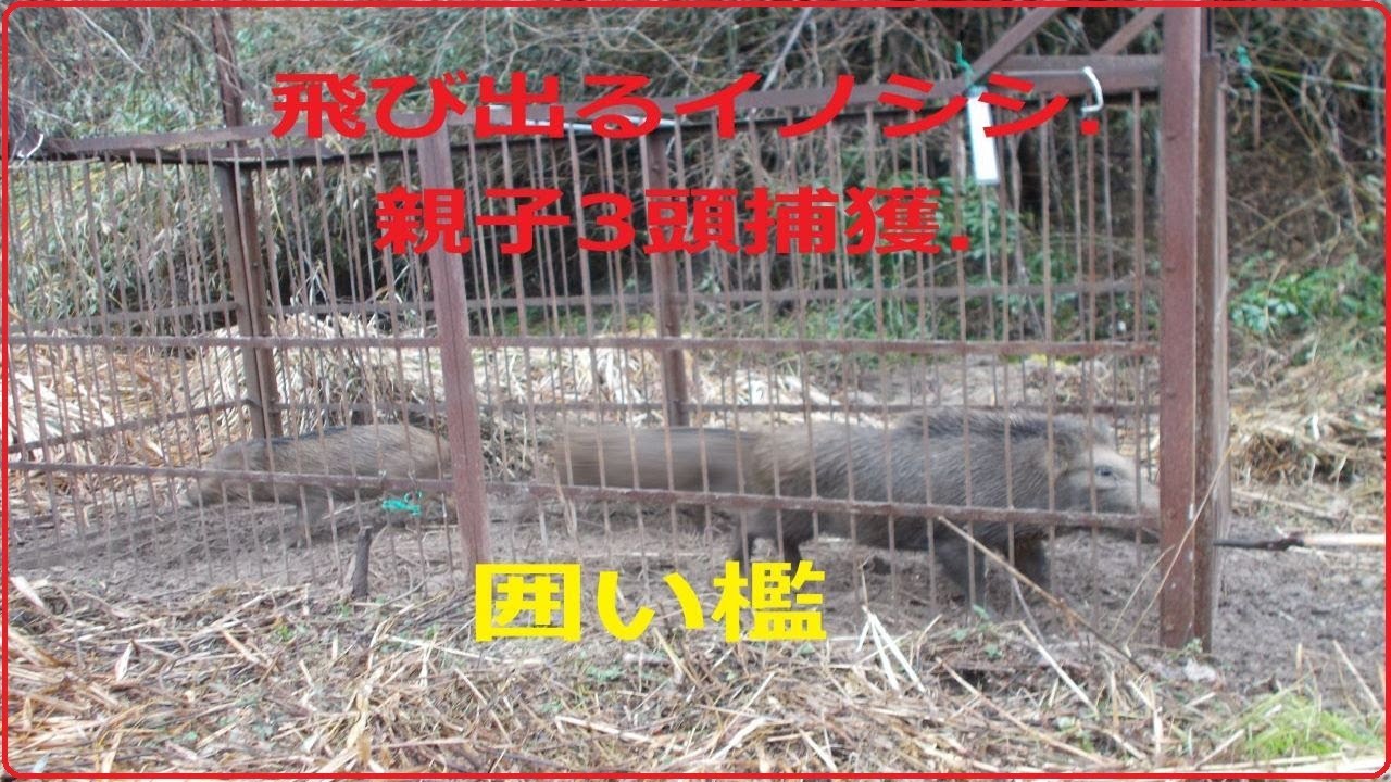 ＃5　有害駆除．囲い罠飛び出るイノシシ。トレイルカメラ