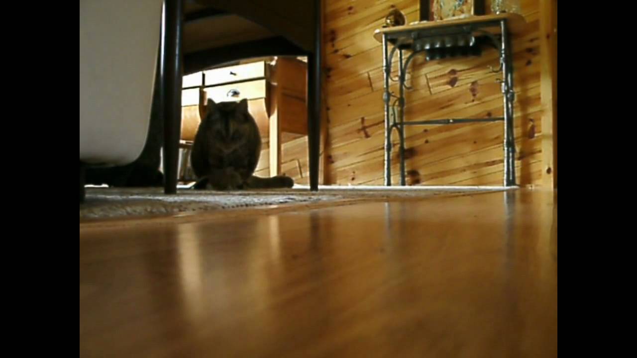 Cat Yowl