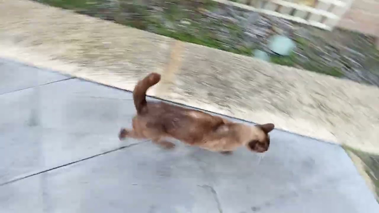 My 16 year old cat Ruby