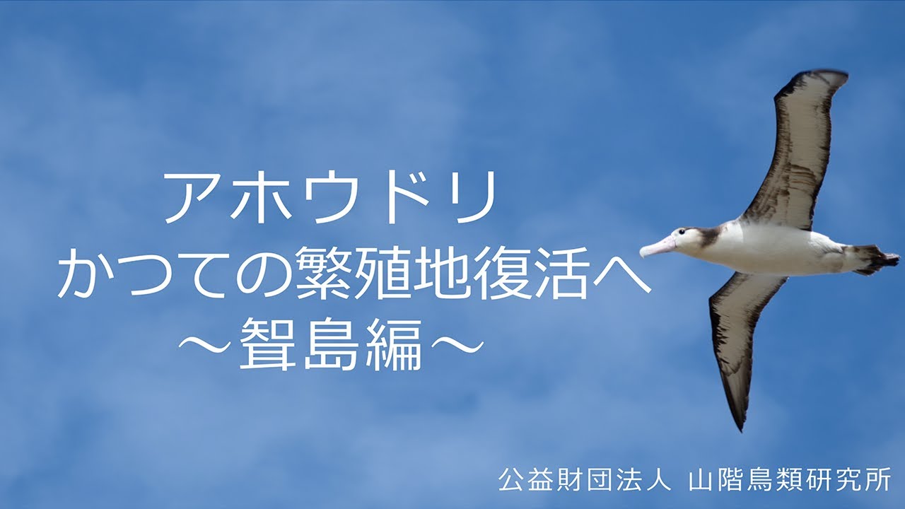 アホウドリ かつての繁殖地復活へ〜聟島編〜