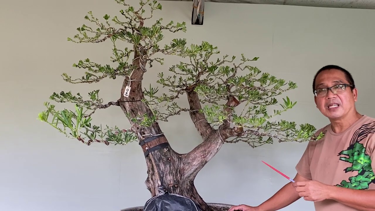 Bakit mahal ang PODOCARPUS COSTALIS na Bonsai.