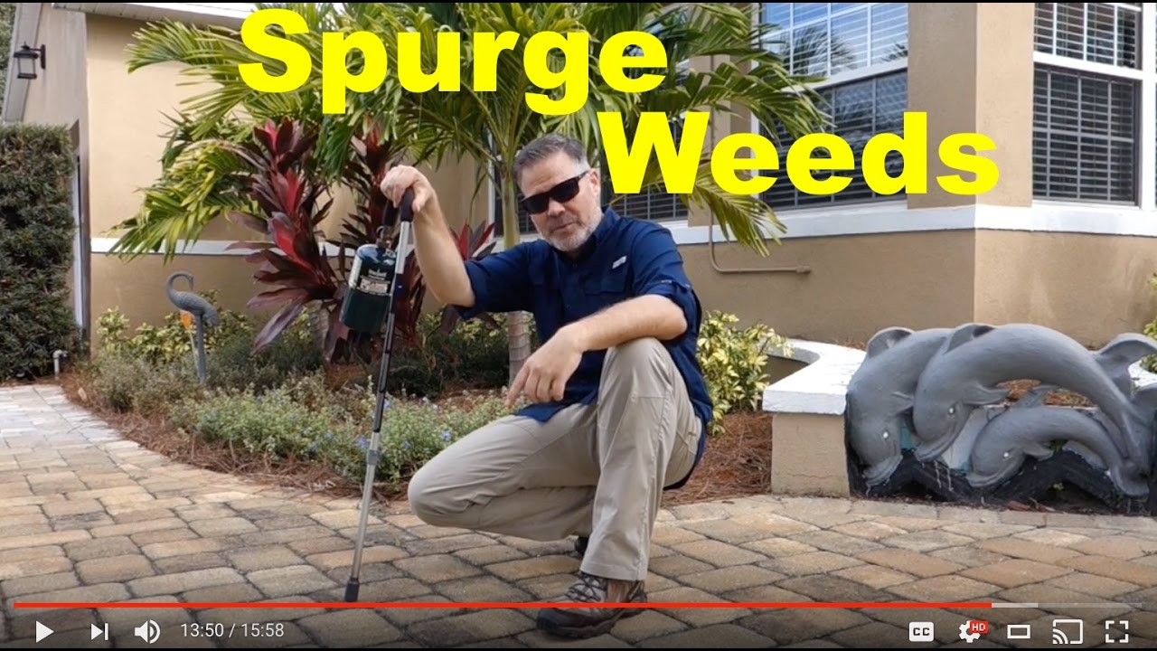 How To Get Rid of Spotted Spurge in Lawn and Landscape
