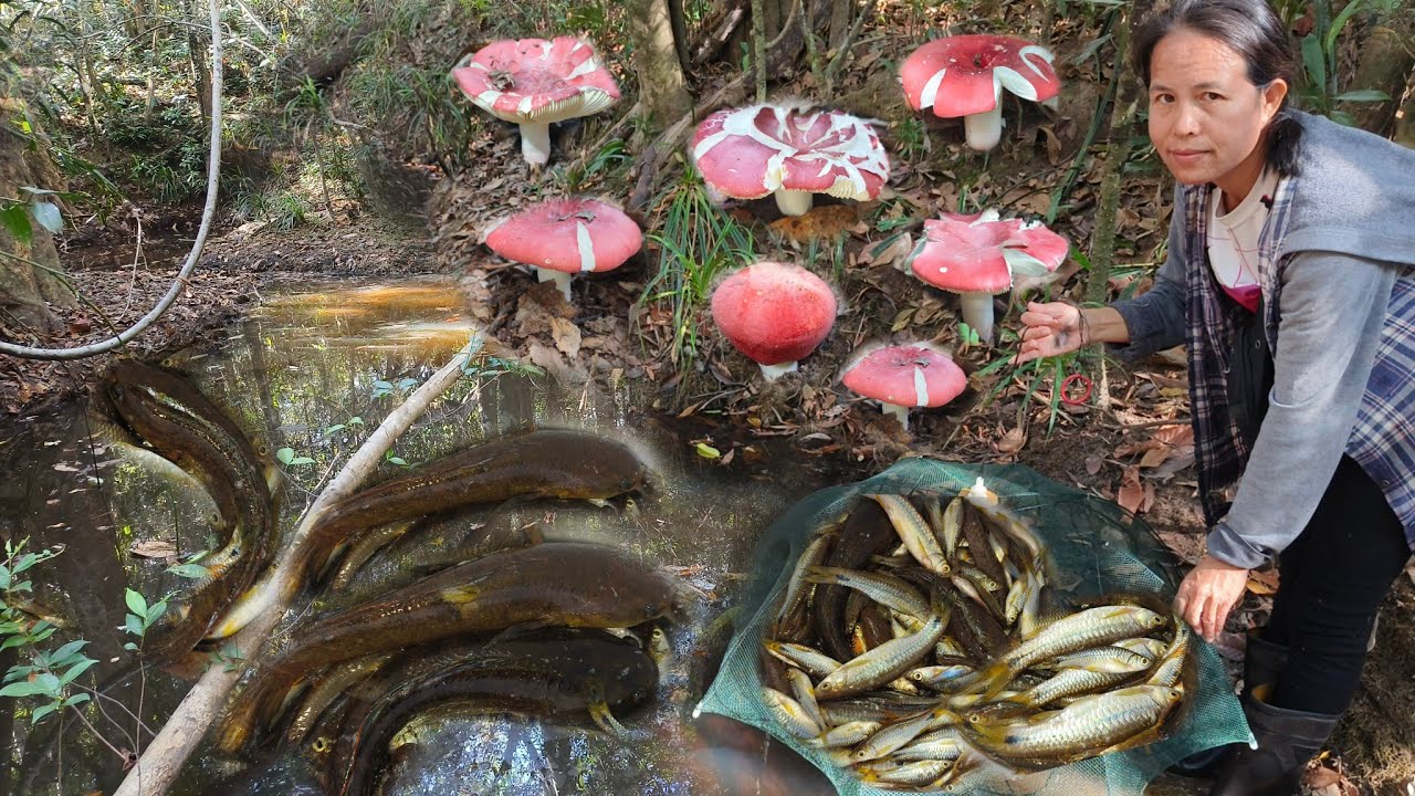 หาเห็ด!!ก่อนใส่ตุ้ม!!ได้🍄ก่แดงดอกงามๆปลาซิวข้าวไซส์สวยๆหมานสองเด้ง!!25/1/67