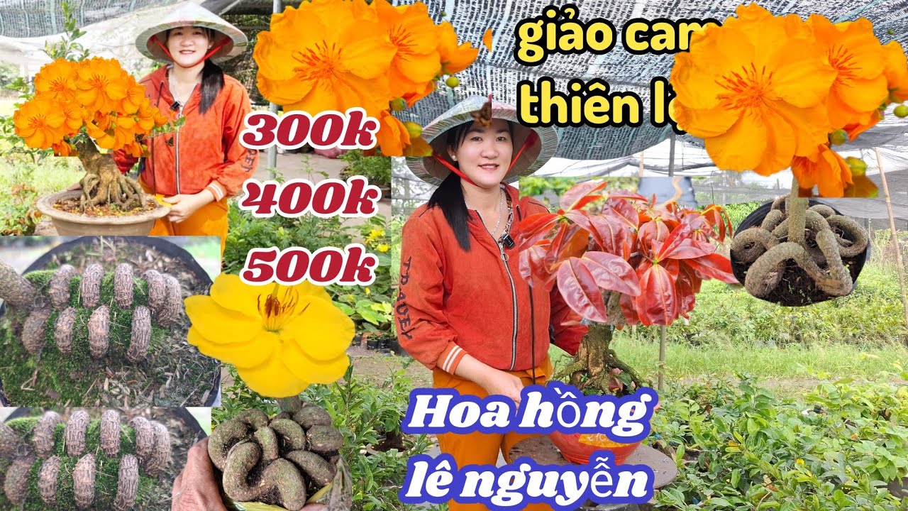 20/03/2026💥Mai vàng Mai giống mới nhất hiện nay Giảo cam thiên lộc, giảo ông thầy, gió tây ninh 