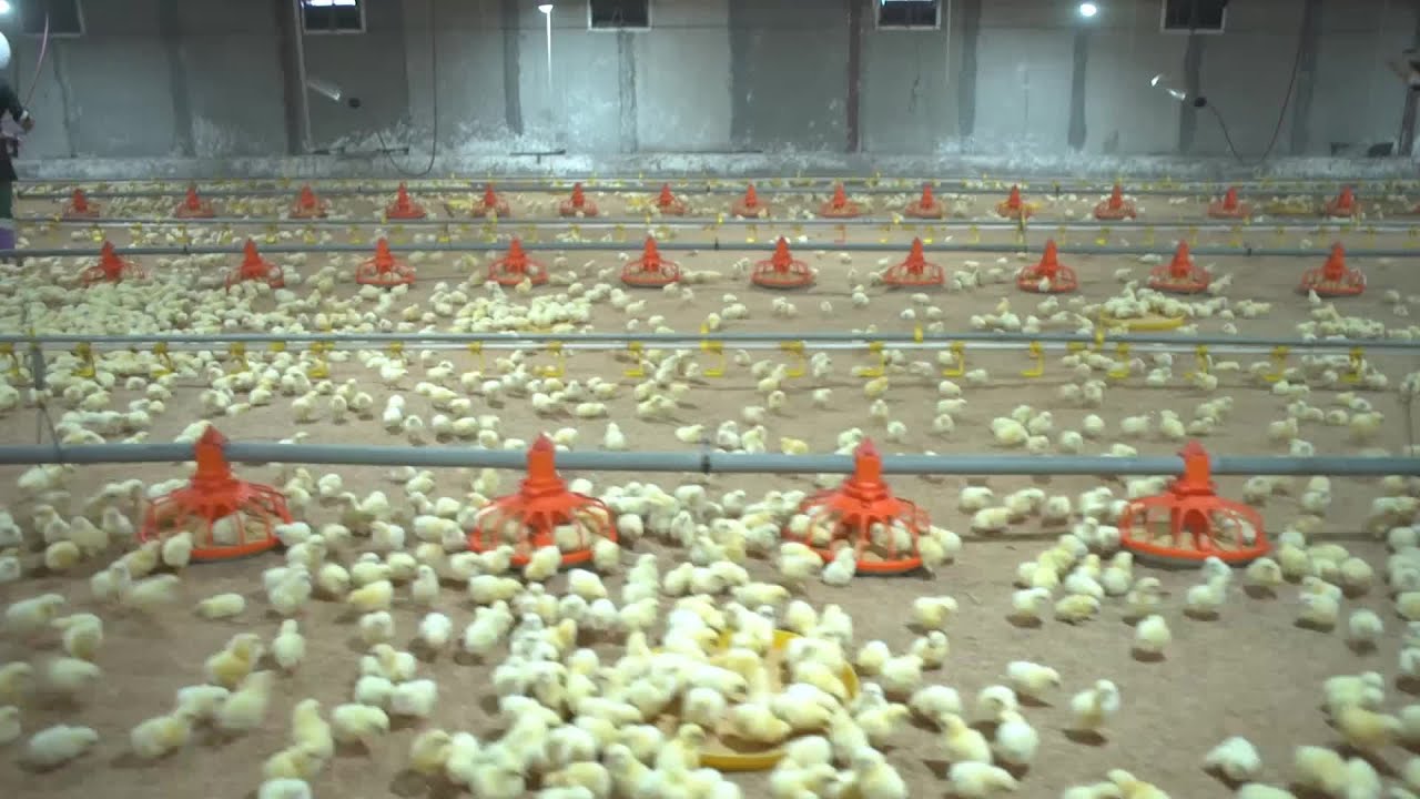 GLOBALink | Technology helps small team manage China's largest chicken farm