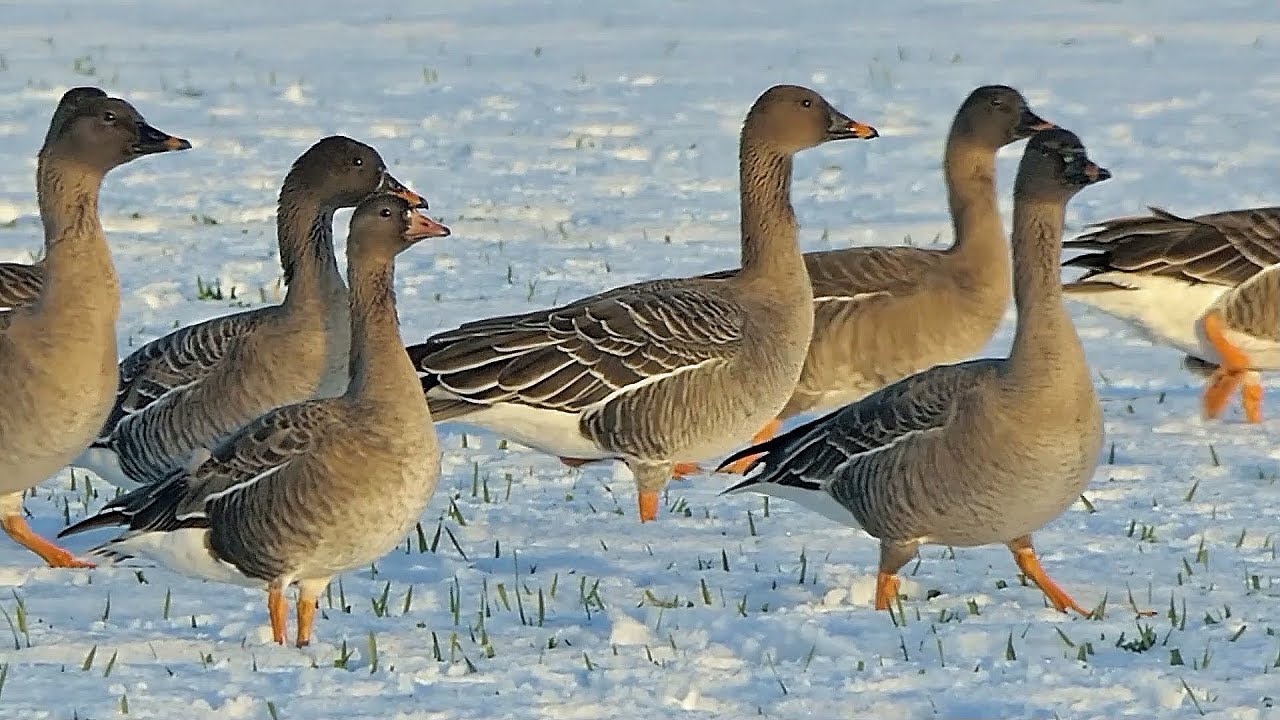 Blessgänse, Saatgänse. Biosphärenreservat Niedersächsische Elbtalaue