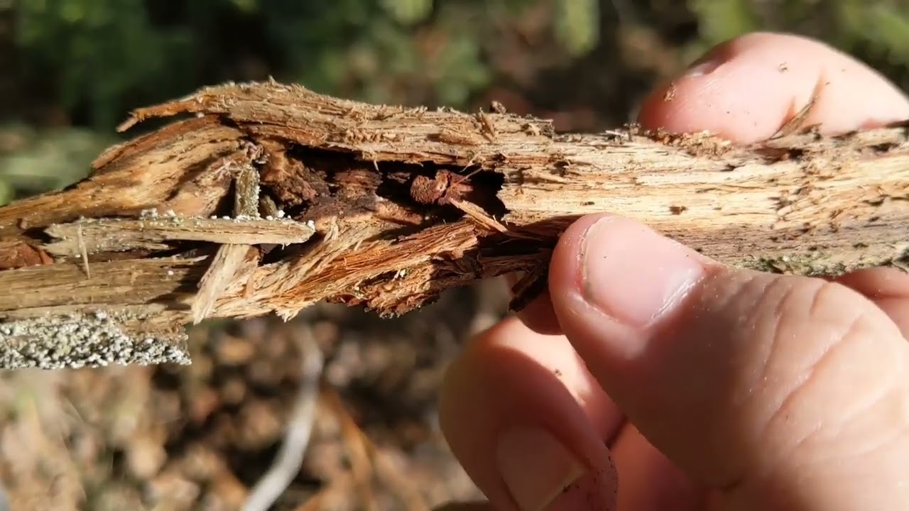 anting in northern Wisconsin Season 1 Episode 4: I found ants!