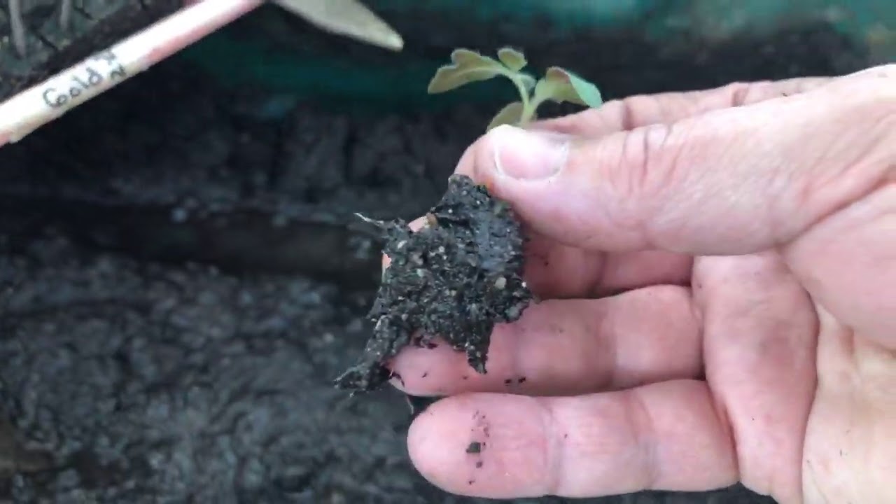 Lisa Live! Soil Blocking and Moving up to Large Blocks