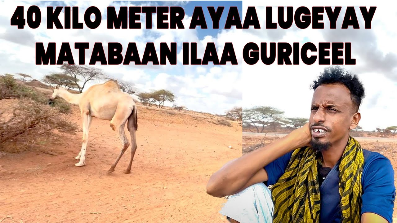 Waxaan lugeeyay afartan kiilo midir waxaa idhiman 400 oo kiiloo mitir