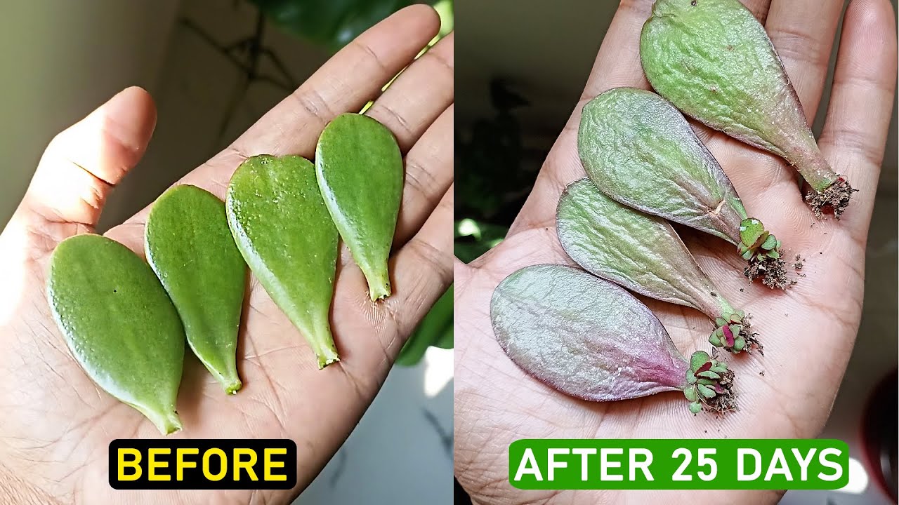 Propagate Jade plant with leaf cuttings (EASY & FAST)