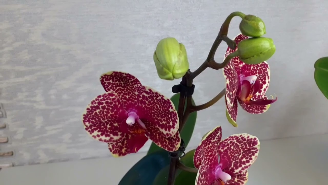 Сравним фаленопсисы Сапорита и Легато, Сезам и Красный Сезам!