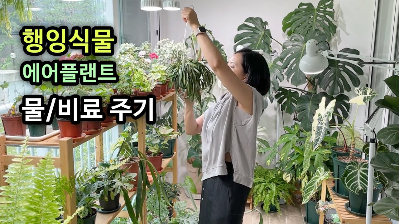 주말에는 행잉식물 관리를! (물/양분)