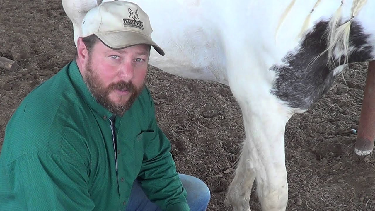 How to Properly Polo Wrap Your Horse