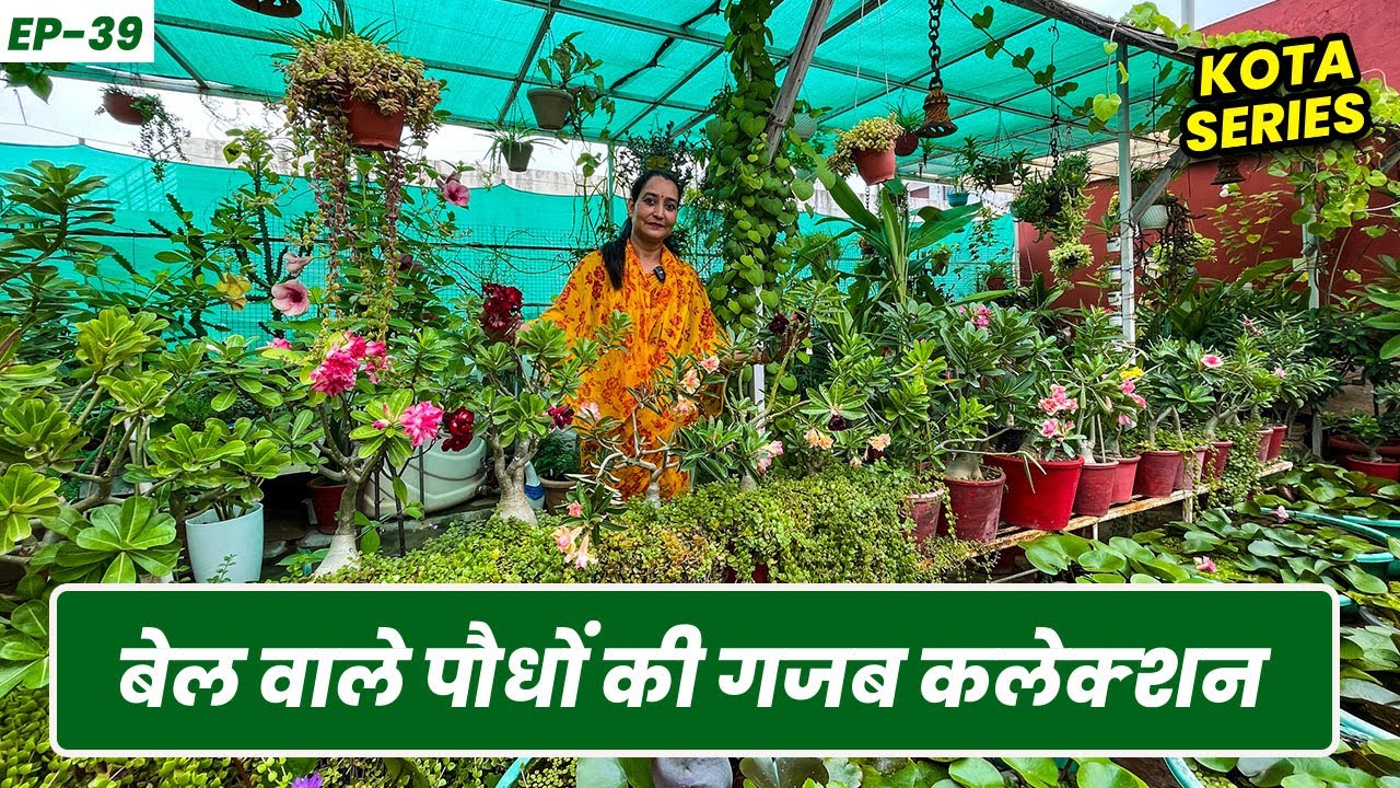 पारुल जी के गार्डन में है बेल वाले पौधों की भरमार 🤩 🌱 Biggest Collection of Creeper Plant 😮 EP-39