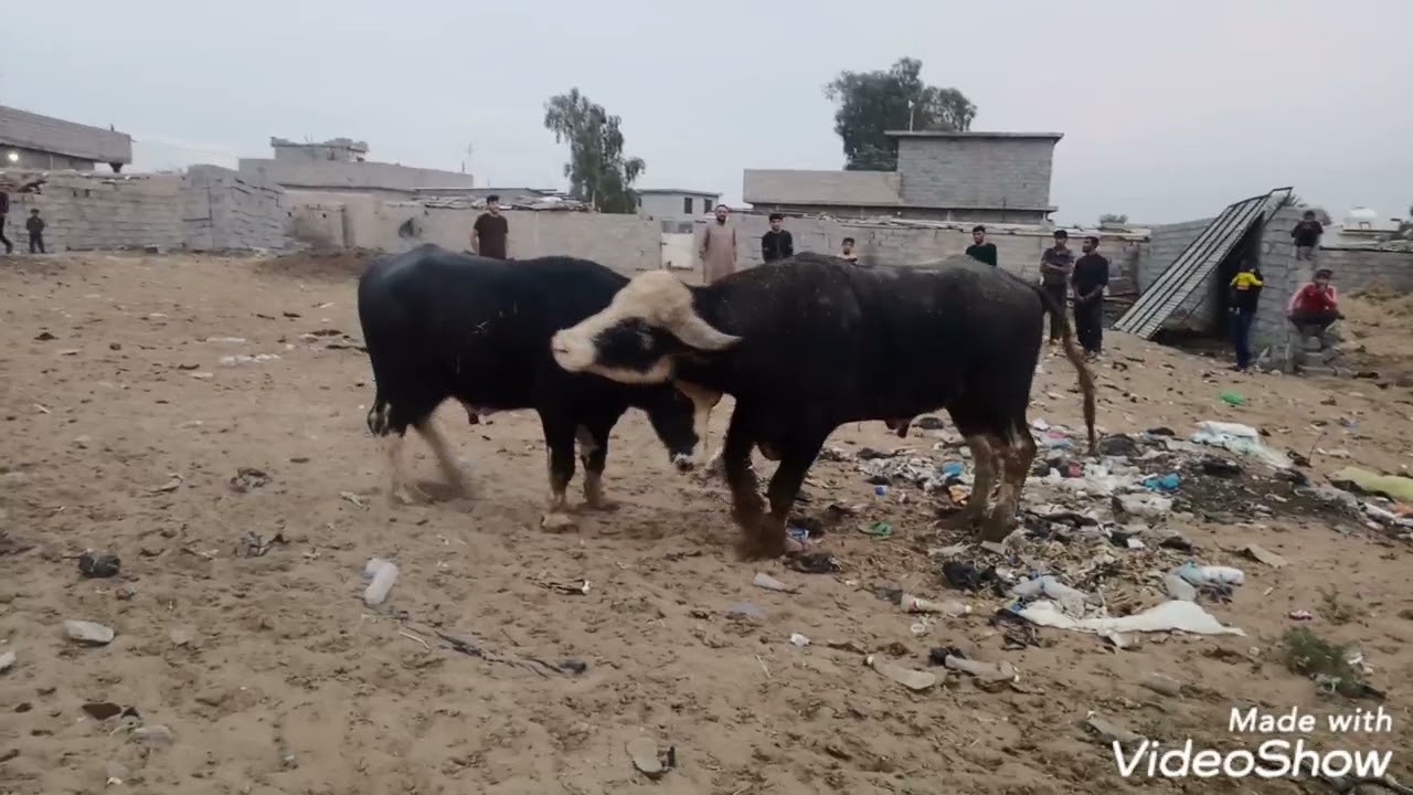 عرك جاموس ديالى