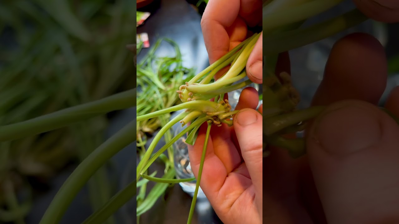 I Picked Up 20 Spider Plants for Free 😳