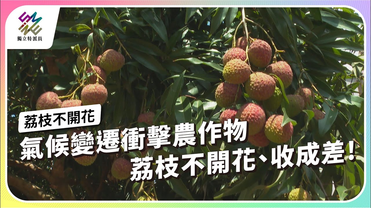 氣候變遷衝擊農作物，荔枝不開花、收成差！｜荔枝不開花｜公視 #獨立特派員 第858集 20240626