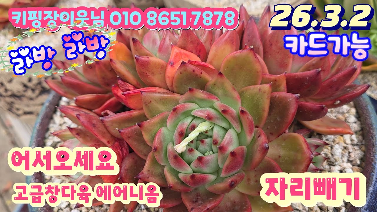 26/3/2(라이브)#키핑장이웃님 010 8651 7878/고급창다육 던집니다