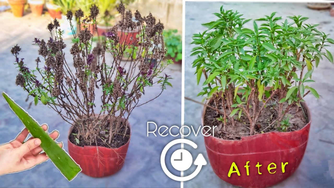 How to save dying plant | Recover Basil plant in Urdu/Hindi