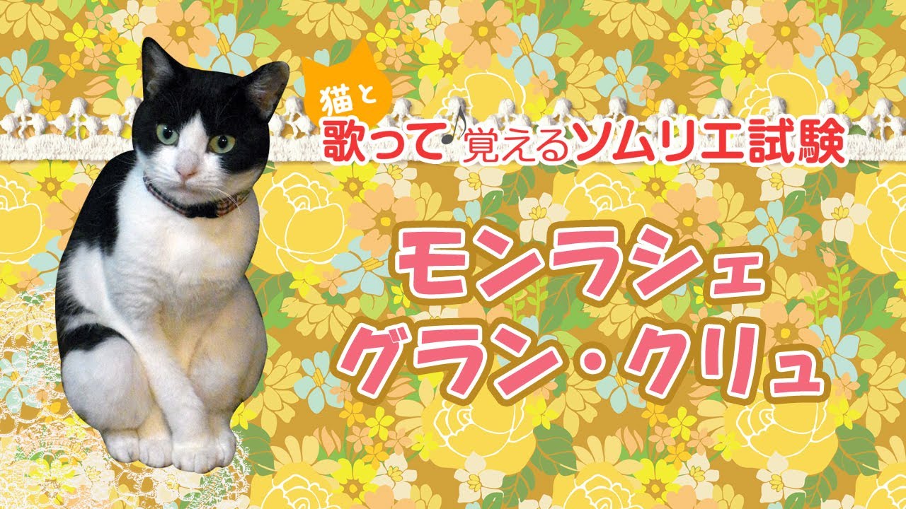 【モンラッシェ・グラン・クリュ】猫と歌って♪覚えるソムリエ試験