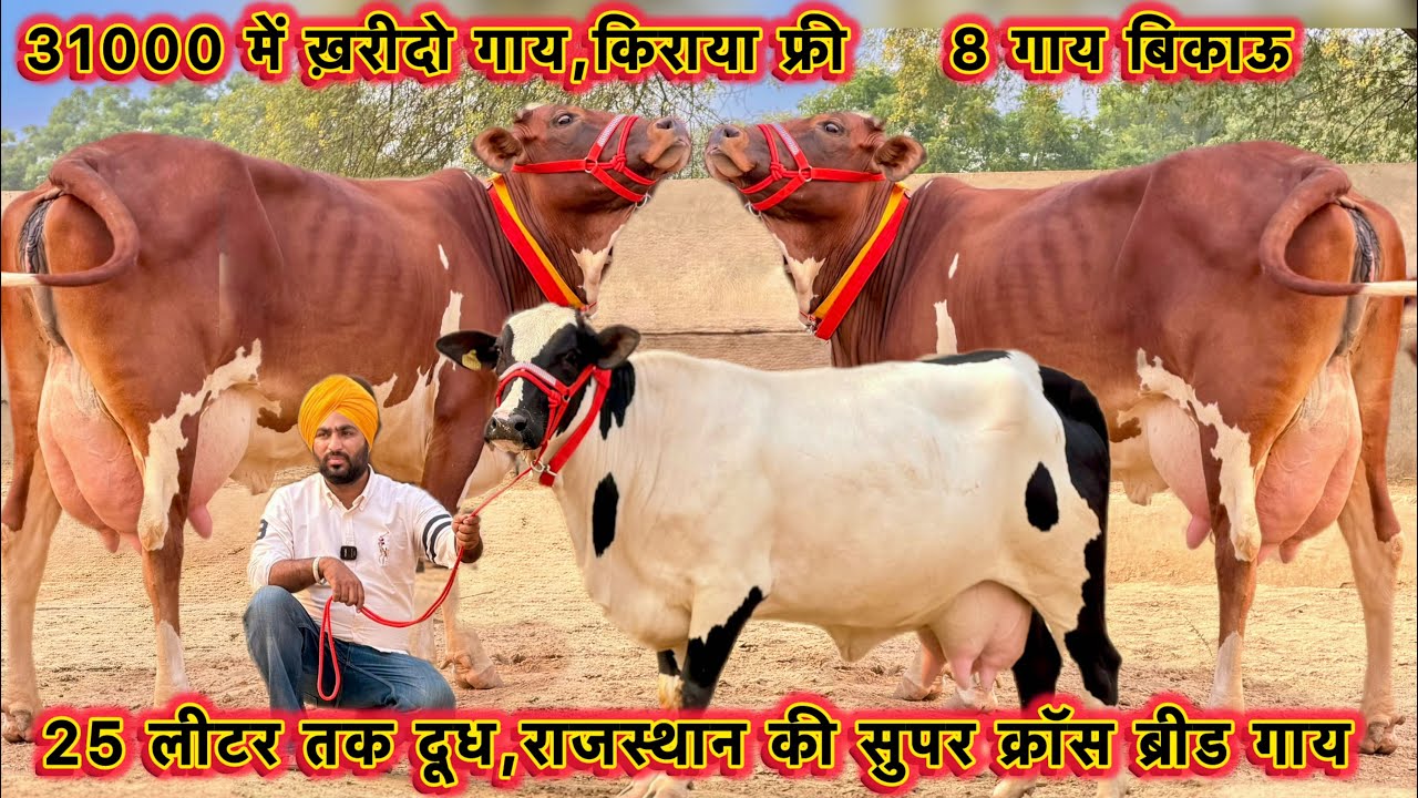 किराया फ्री,31000 में ख़रीदो गाय👌25 लीटर तक दूध,8 गाय बिकाऊ👍High Milking Cross Breed Cows For Sale
