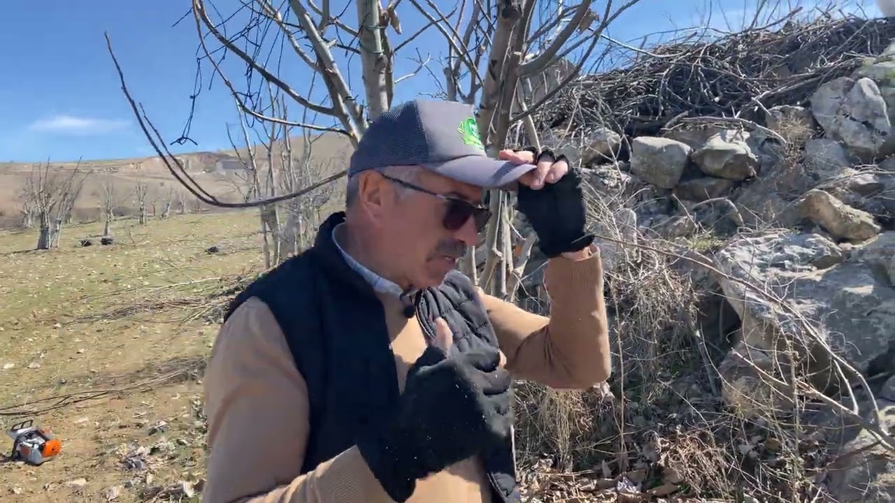 Ceviz Kalem Aşılarda Sürgünleri Bağlama Hataları 