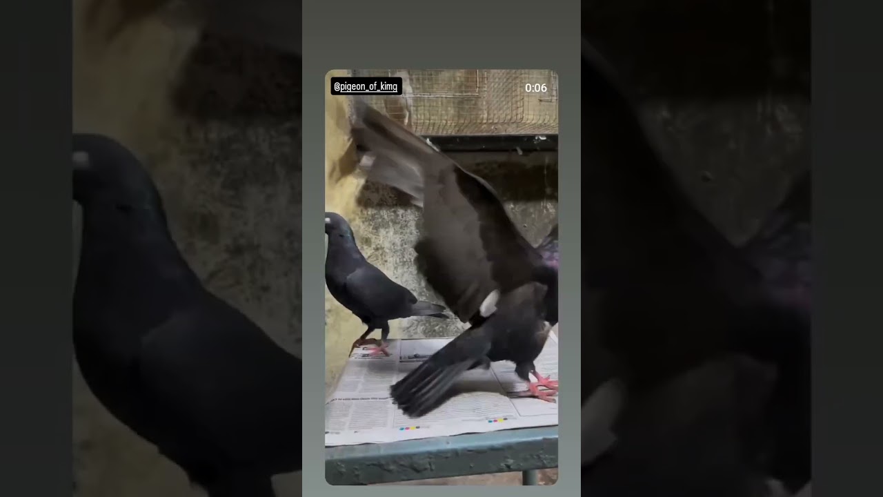 #pigeon #pigeonviral