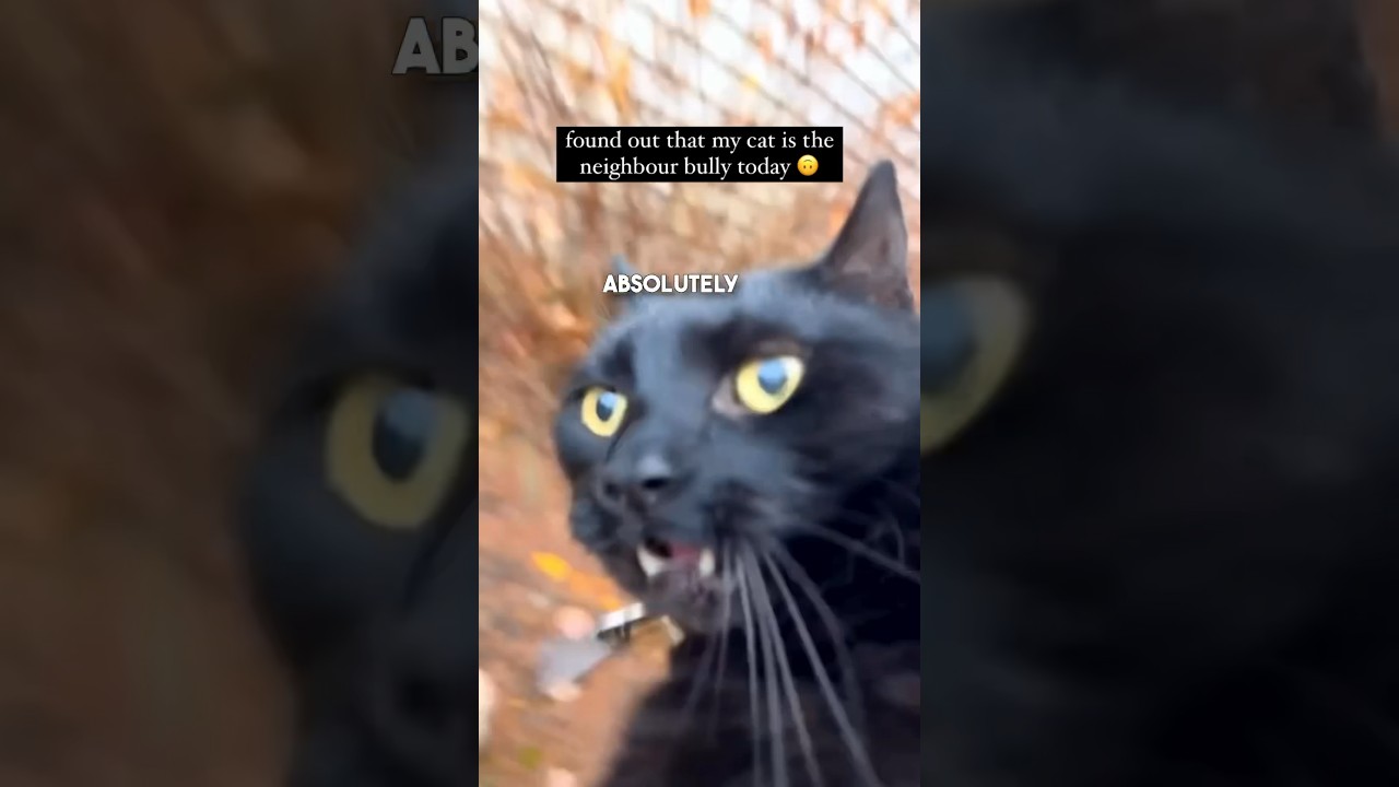 Этот кот терроризирует окрестности 😂